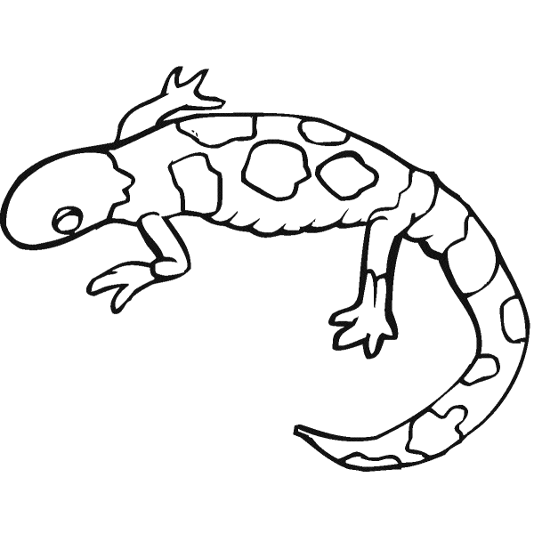 Salamandra