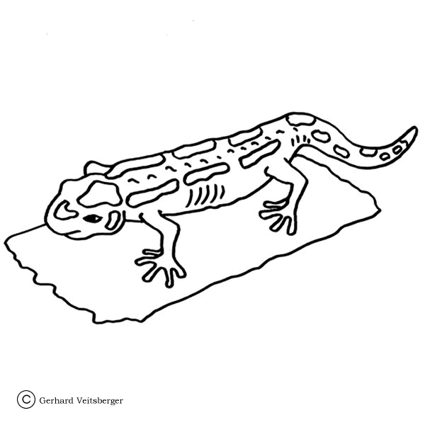 17 Disegni Salamandra Da Colorare Anfibi Animali
