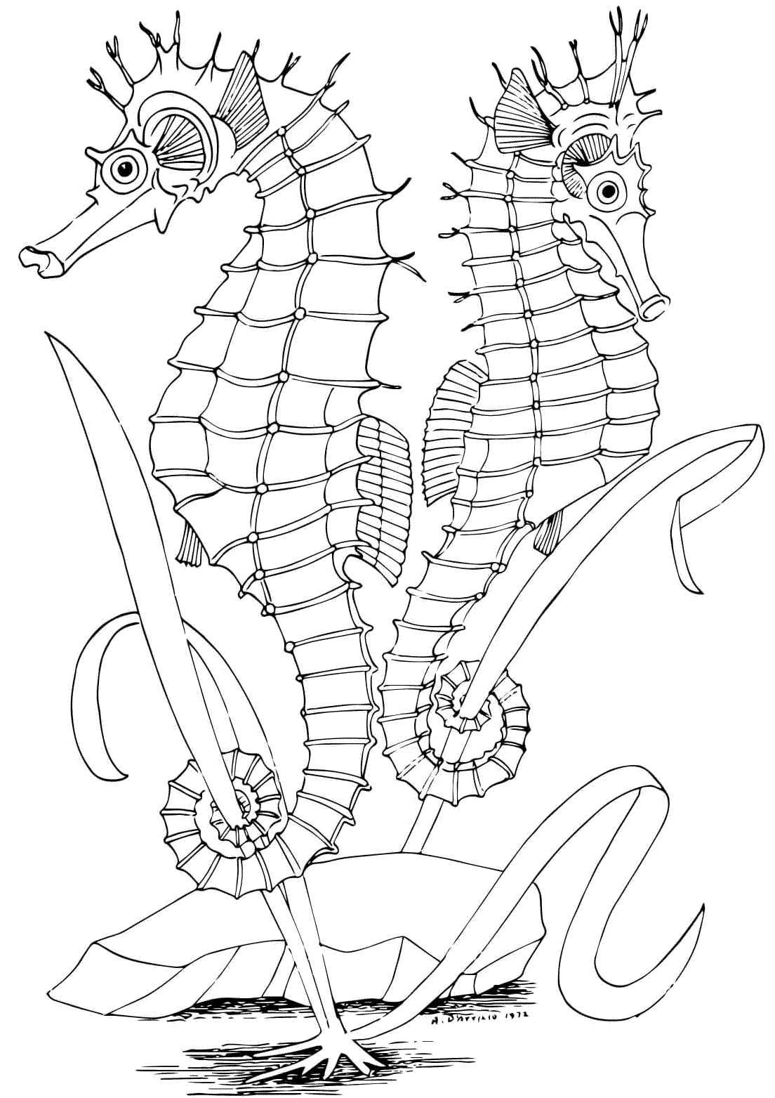 13 Disegni Cavalluccio Marino Da Colorare Per Bambini