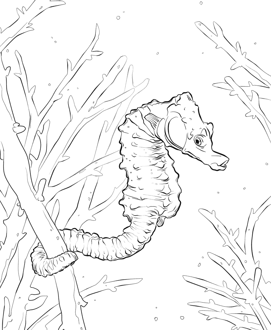 13 Disegni Cavalluccio Marino Da Colorare Per Bambini