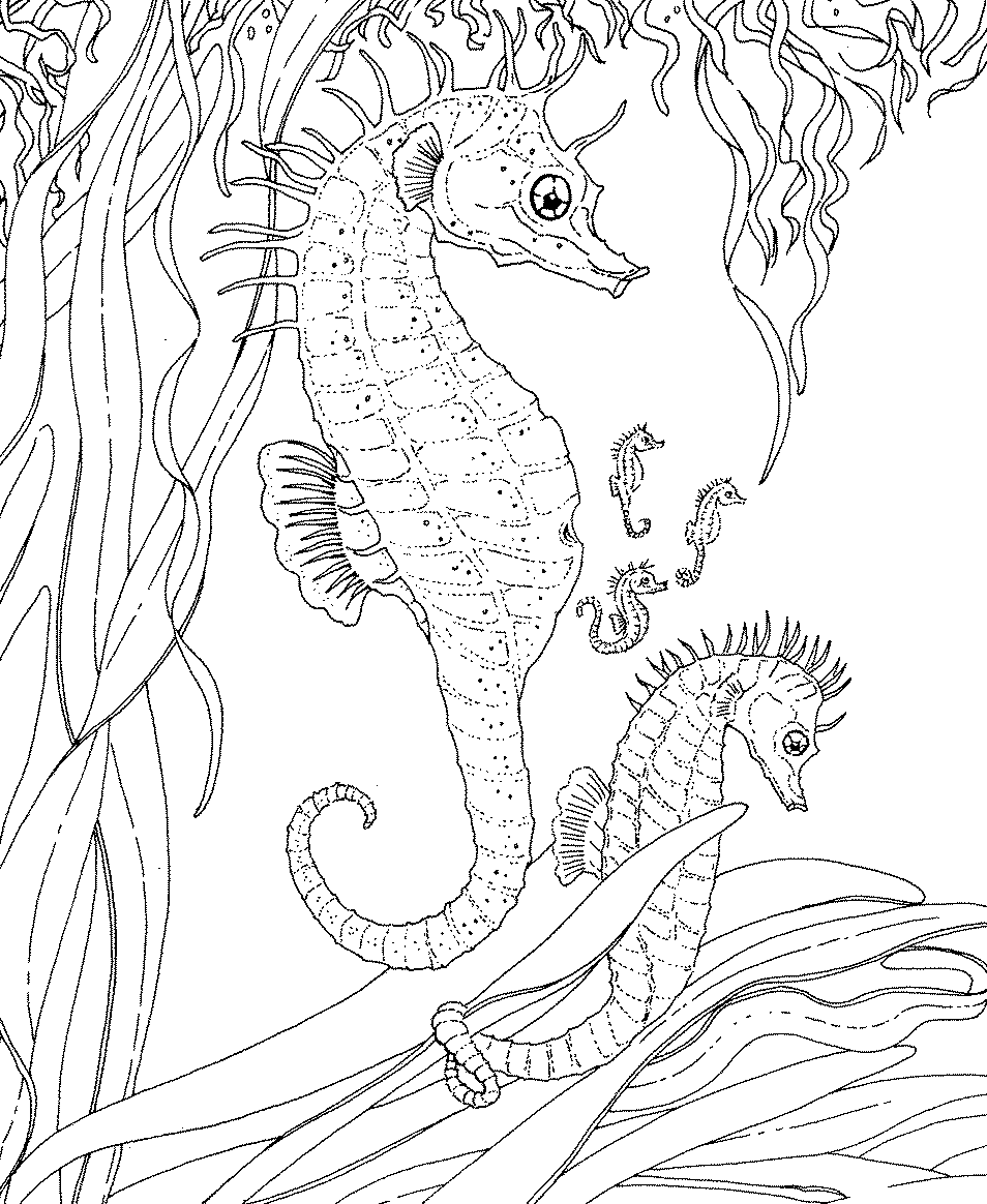 13 Disegni Cavalluccio Marino Da Colorare Per Bambini