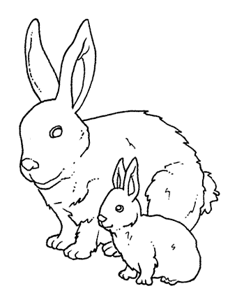 14 Disegni Cuccioli Da Colorare Per Bambini