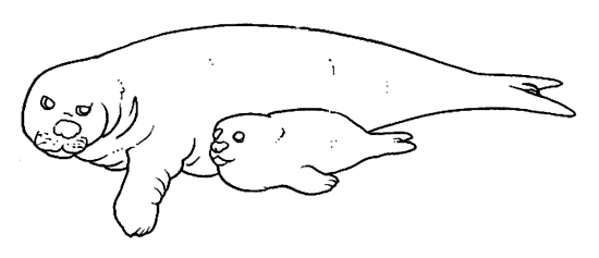 14 Disegni Cuccioli Da Colorare Per Bambini