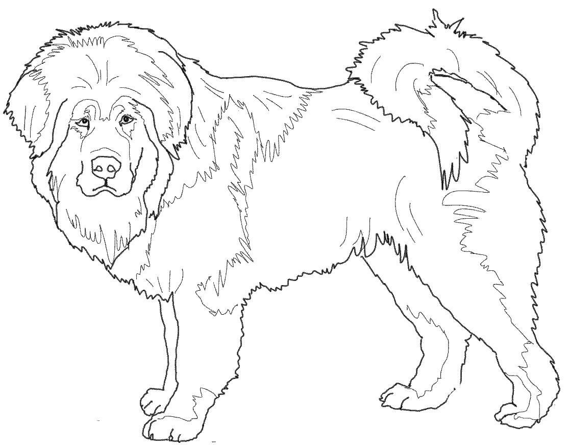 Сенбернар рисунок легкий
