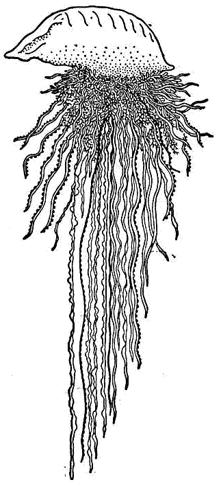 8 Disegni Meduse Da Colorare Per Bambini