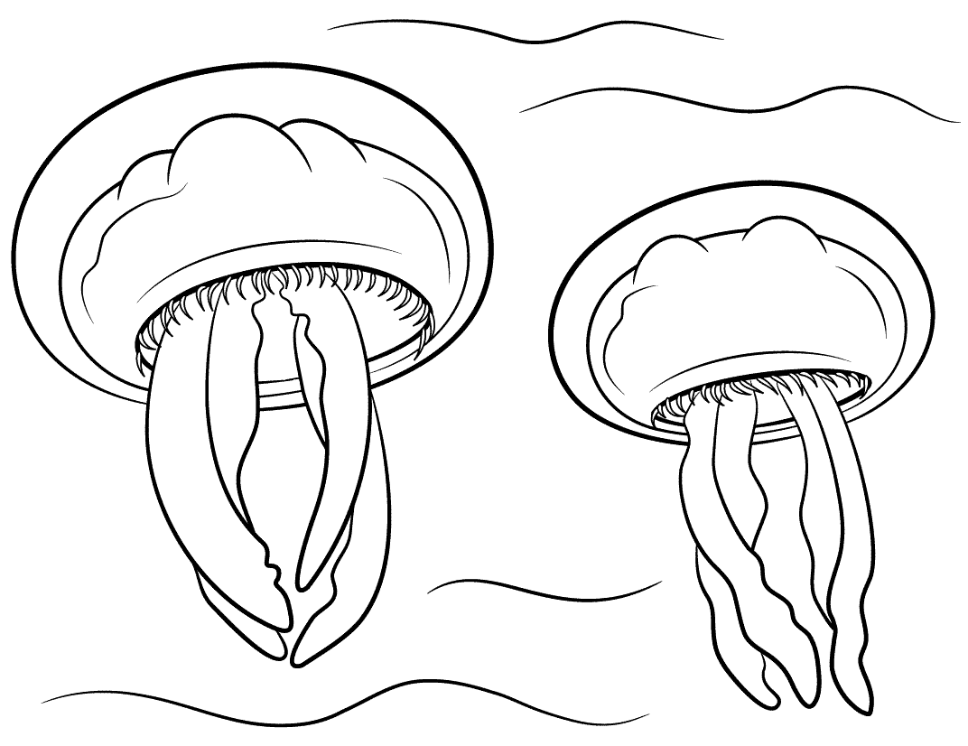 8 Disegni Meduse Da Colorare Per Bambini