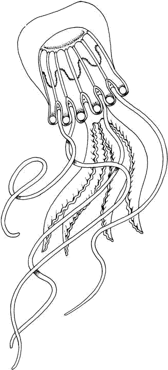 8 Disegni Meduse Da Colorare Per Bambini