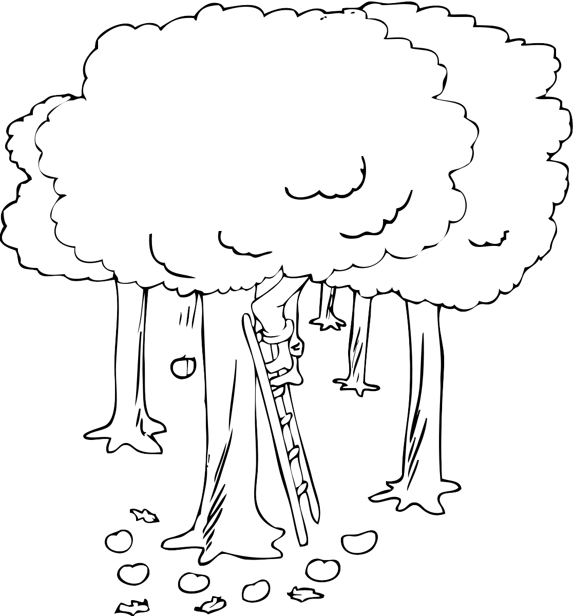 13 Disegni Melo Da Colorare Alberi