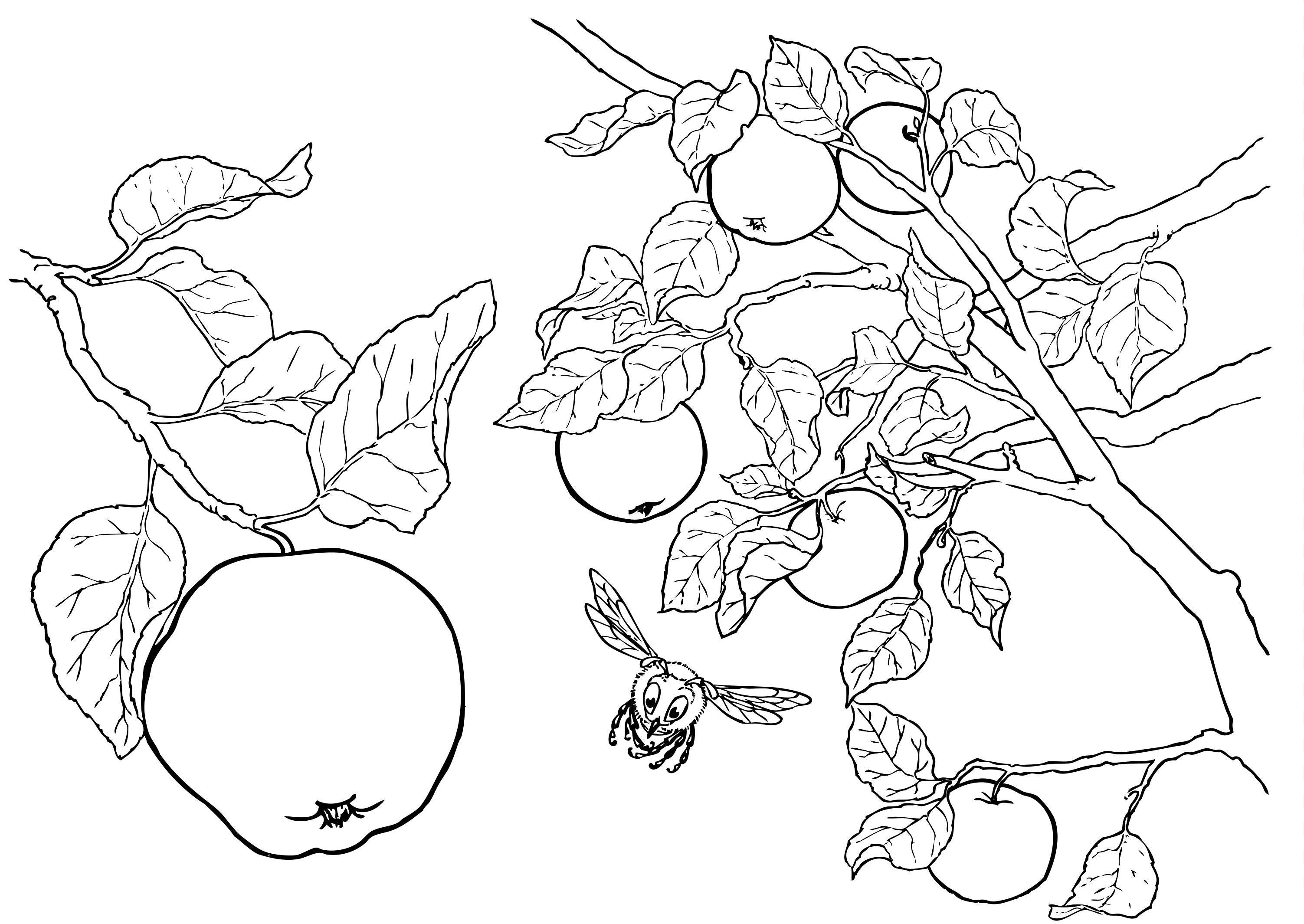 13 Disegni Melo Da Colorare Alberi