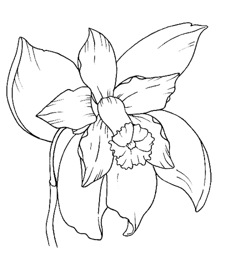 29 Disegni Fiori Da Colorare