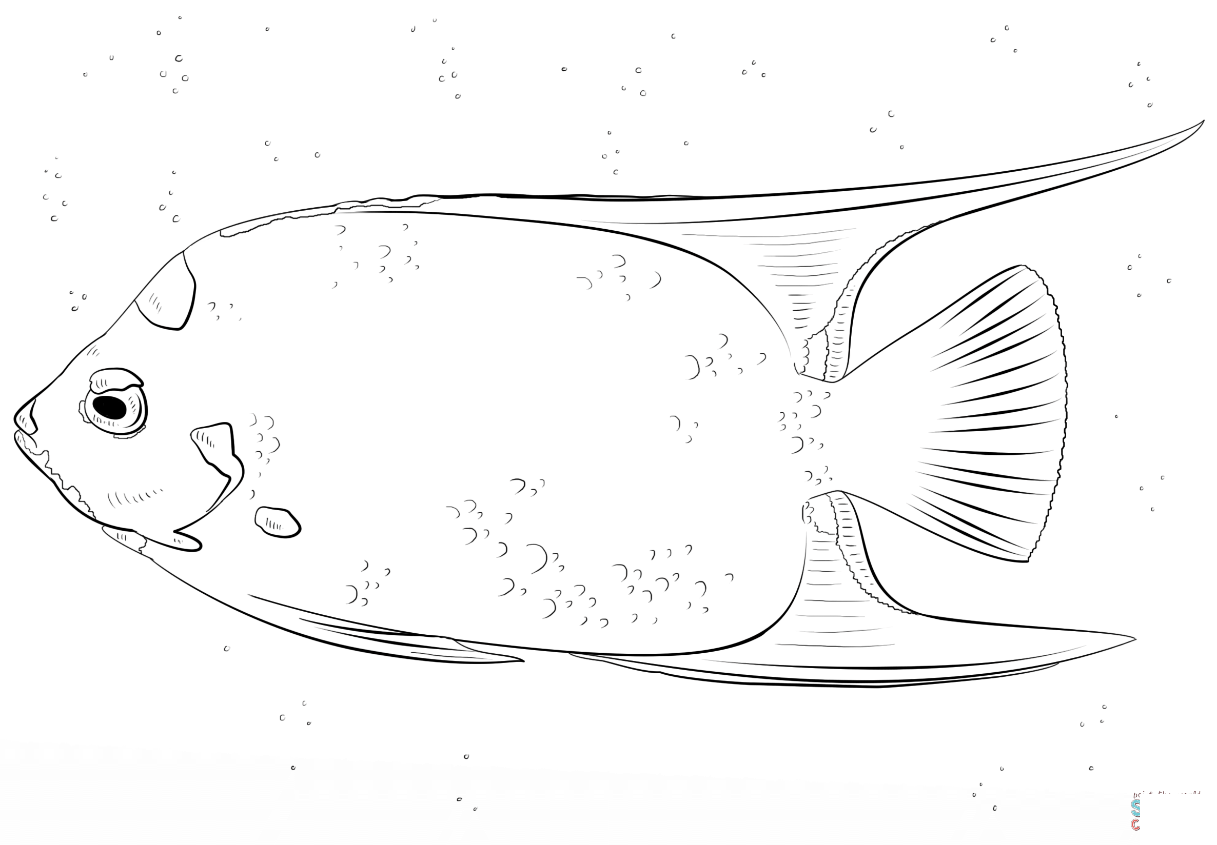 7 Disegni Del Pesce Angelo Da Colorare E Stampare