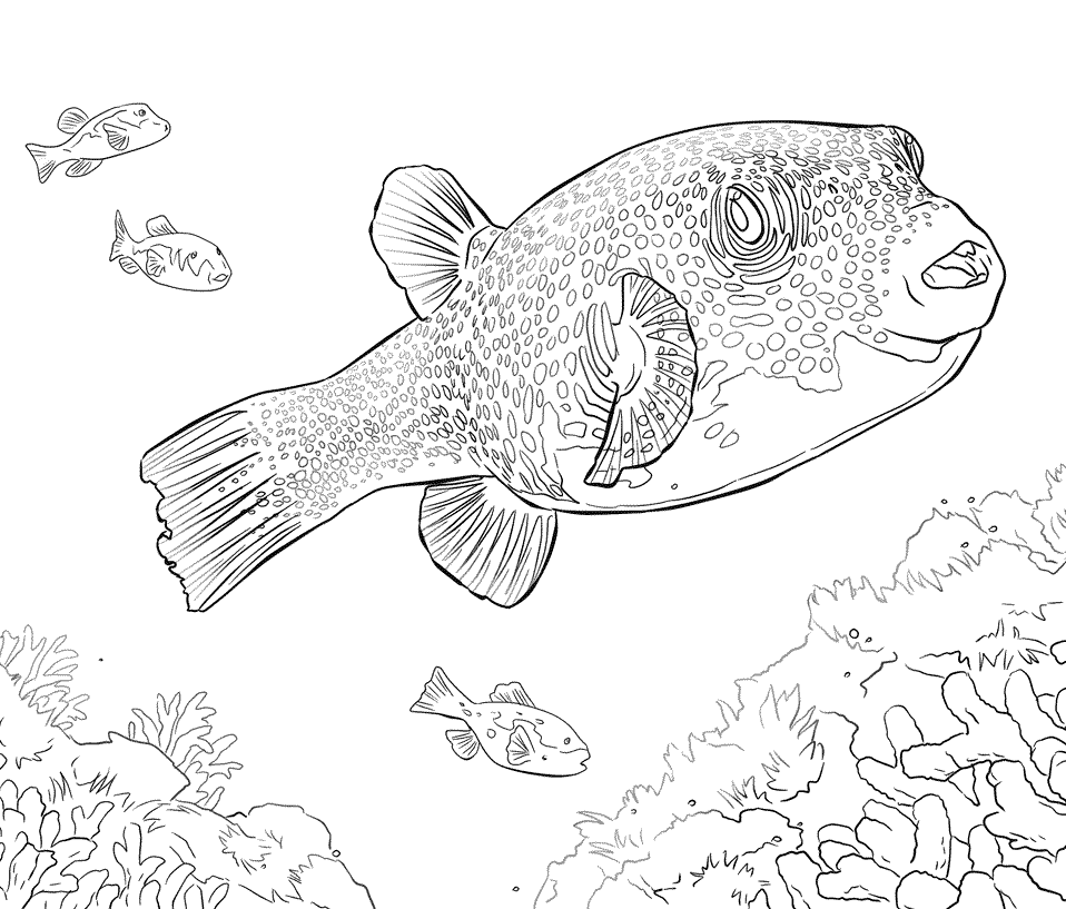 6 Disegni Pesce Palla Da Colorare Per Bambini