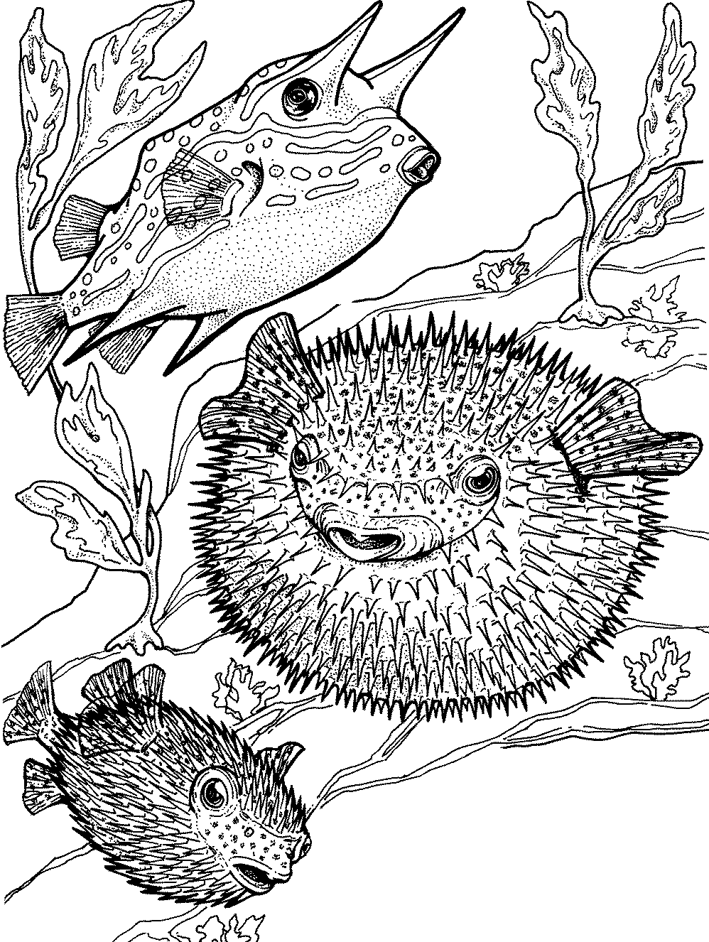 6 Disegni Pesce Palla Da Colorare Per Bambini