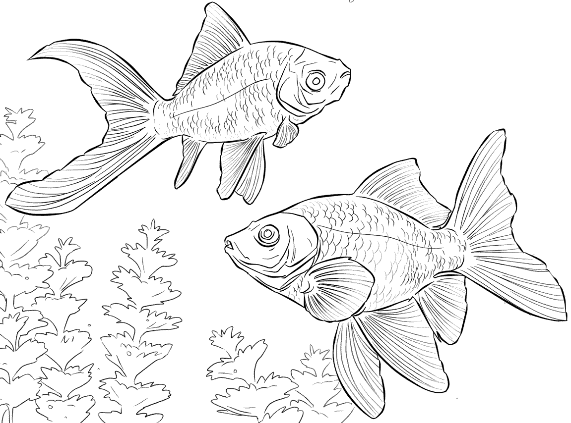 24 Disegni Pesciolini Da Colorare