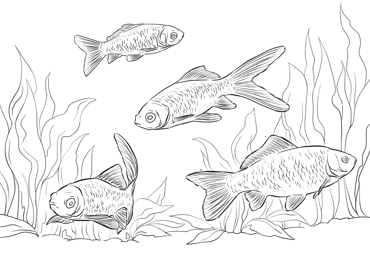 11 Disegni Pesci Rossi Da Colorare Per Bambini