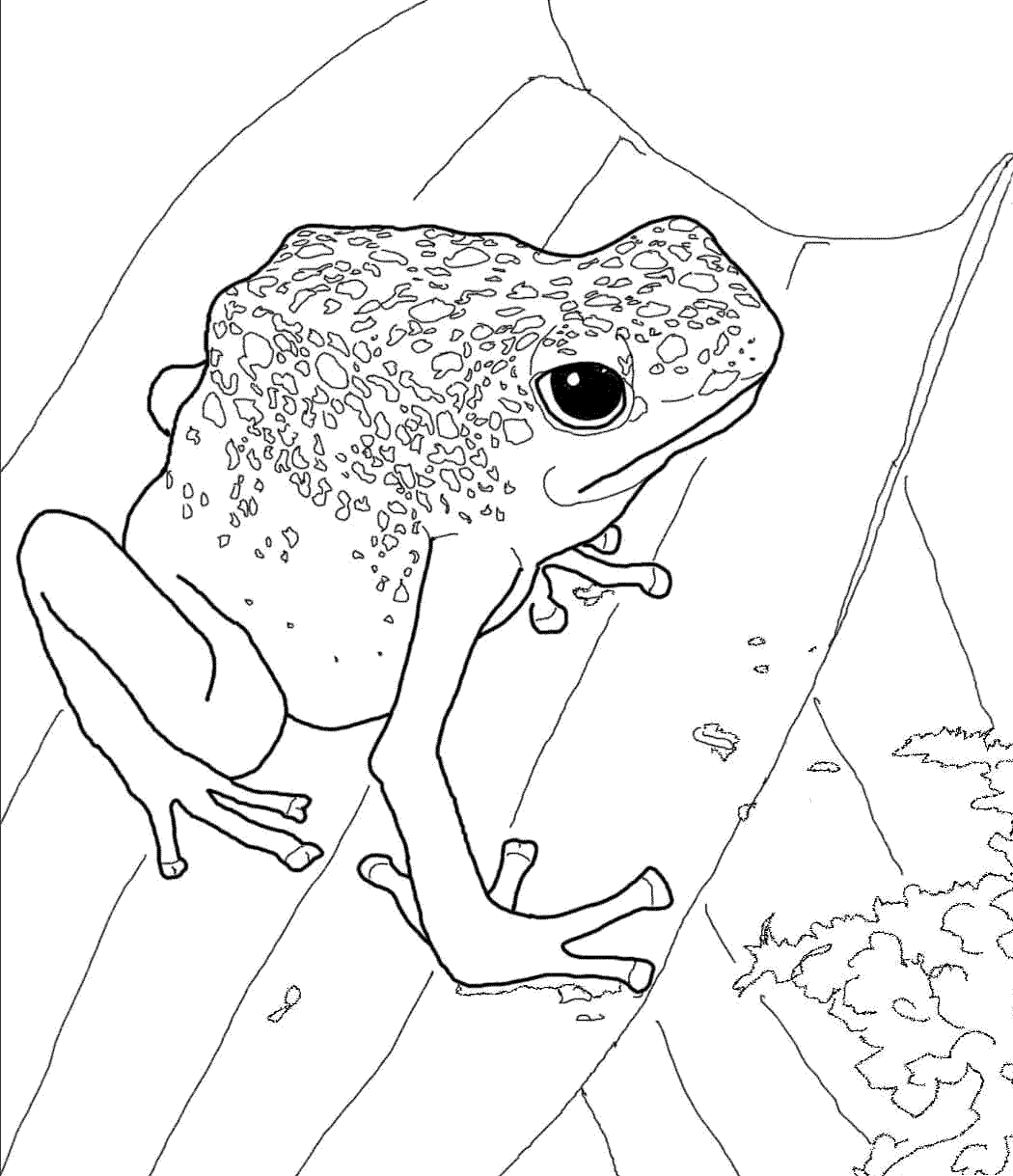 37 Disegni Rana da Colorare per bambini