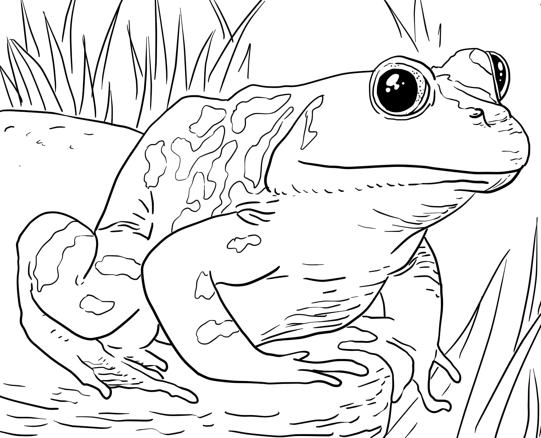 37 Disegni Rana da Colorare per bambini