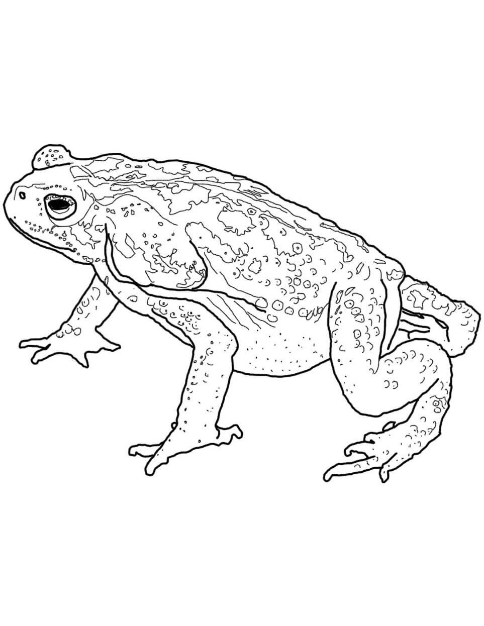 Disegni Rospo