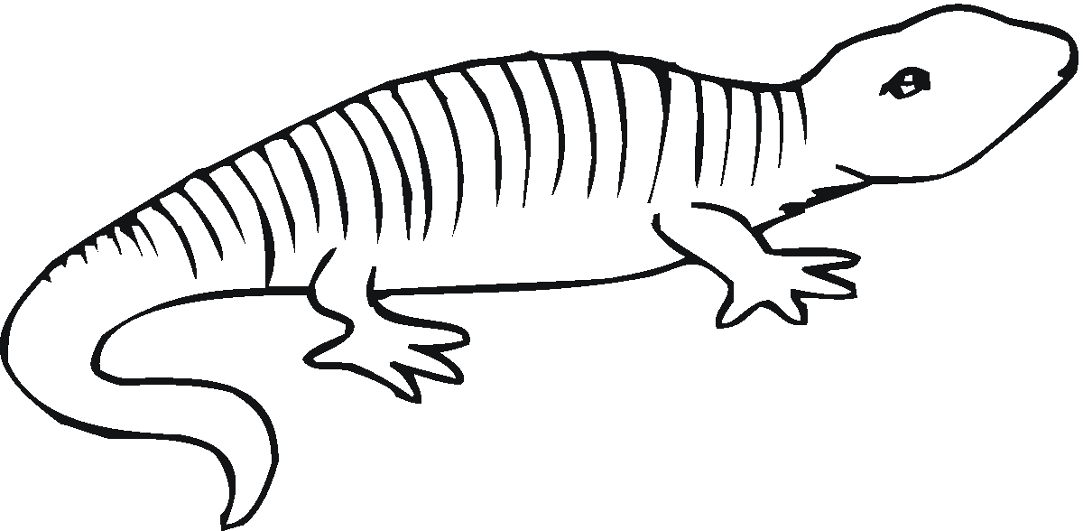 17 Disegni Salamandra Da Colorare Anfibi Animali