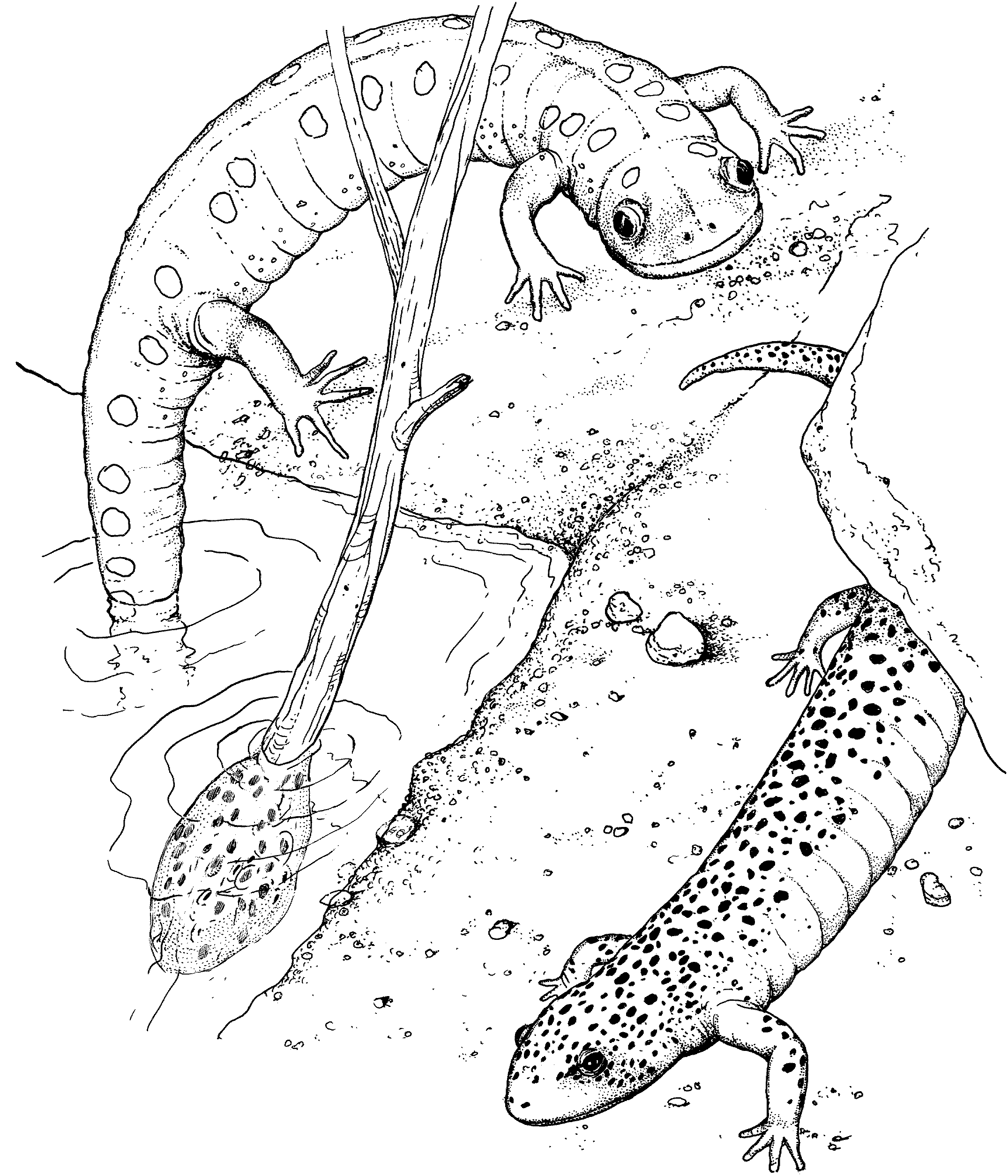 17 Disegni Salamandra da colorare Anfibi Animali