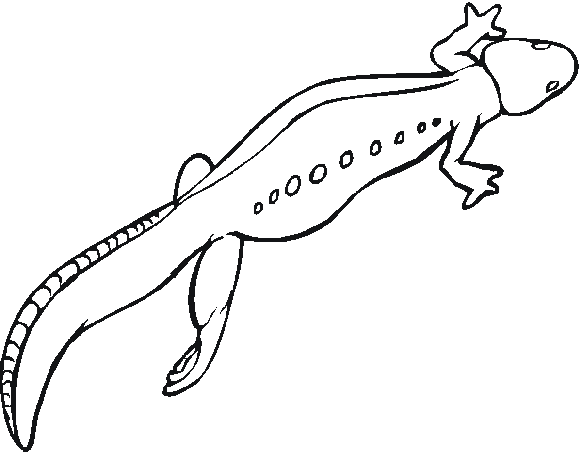17 Disegni Salamandra Da Colorare Anfibi Animali