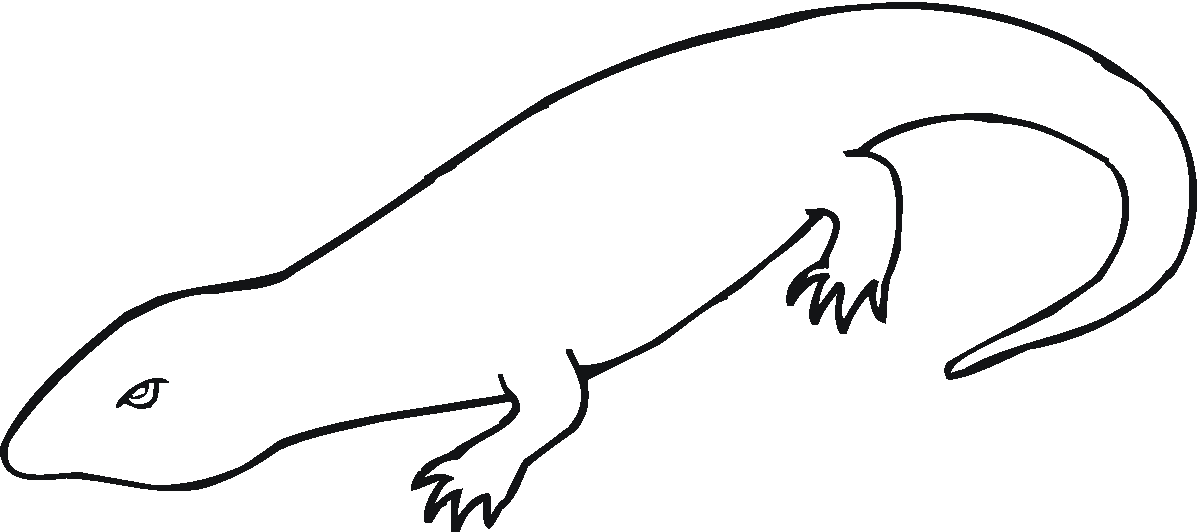 17 Disegni Salamandra Da Colorare Anfibi Animali