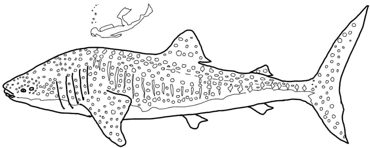 2 Disegni Squalo Balena Da Colorare E Stampare