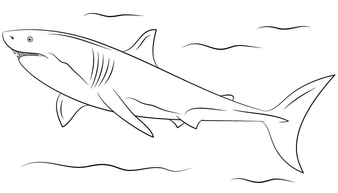 10 Disegni Squalo Bianco Da Colorare