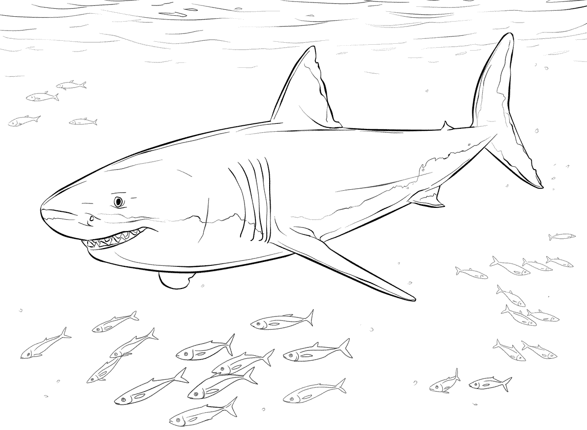10 Disegni Squalo Bianco Da Colorare
