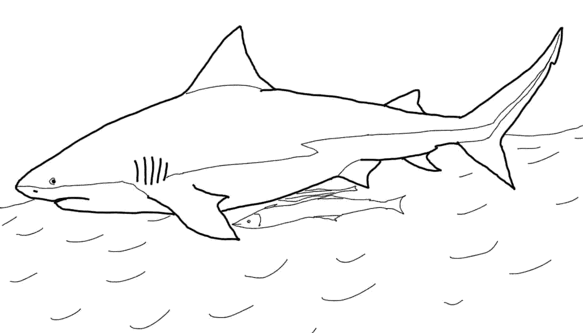 2 Disegni Squalo Leuca Da Colorare E Stampare
