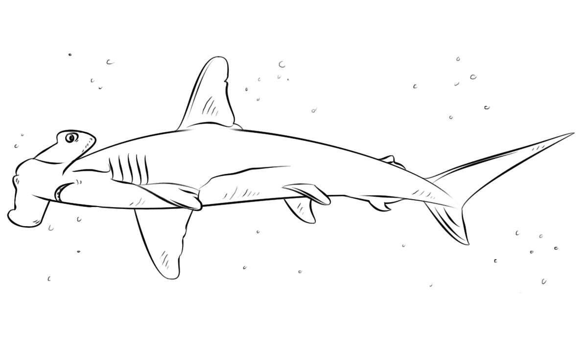 15 Disegni Squalo Martello da Colorare e Stampare