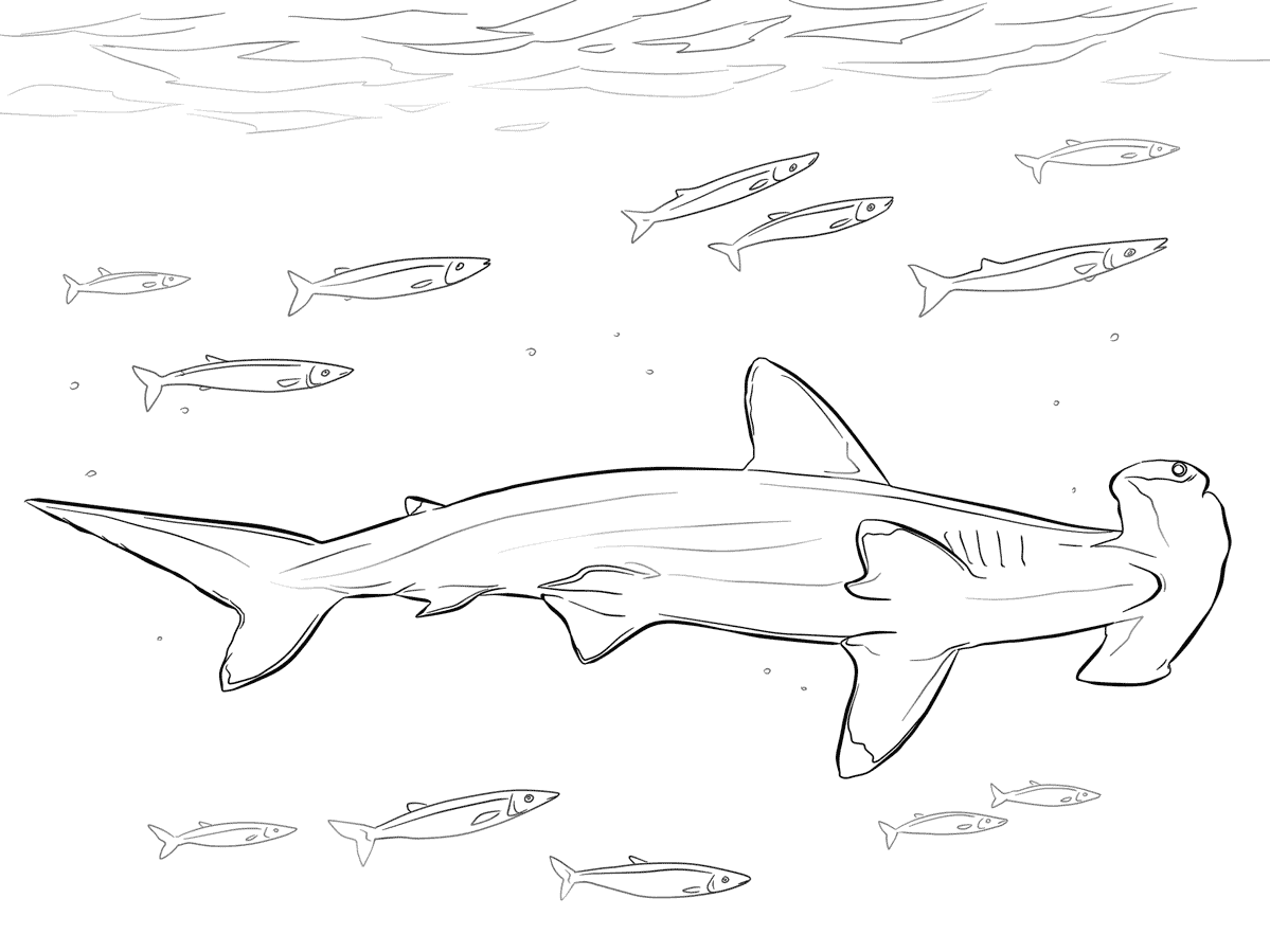 15 Disegni Squalo Martello Da Colorare E Stampare