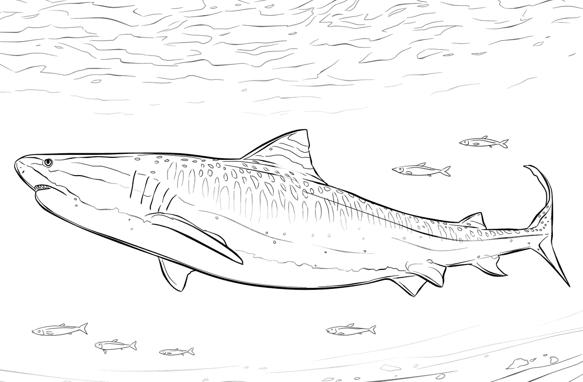 7 Disegni Squalo Tigre Da Colorare E Stampare