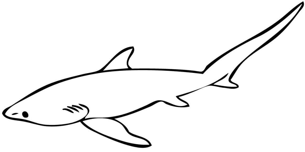 4 Disegni Squalo Volpe da colorare e stampare