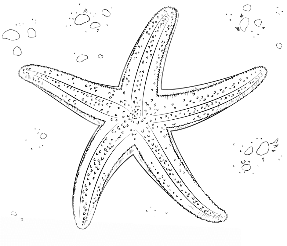 11 Disegni Stella Marina Da Colorare Per Bambini