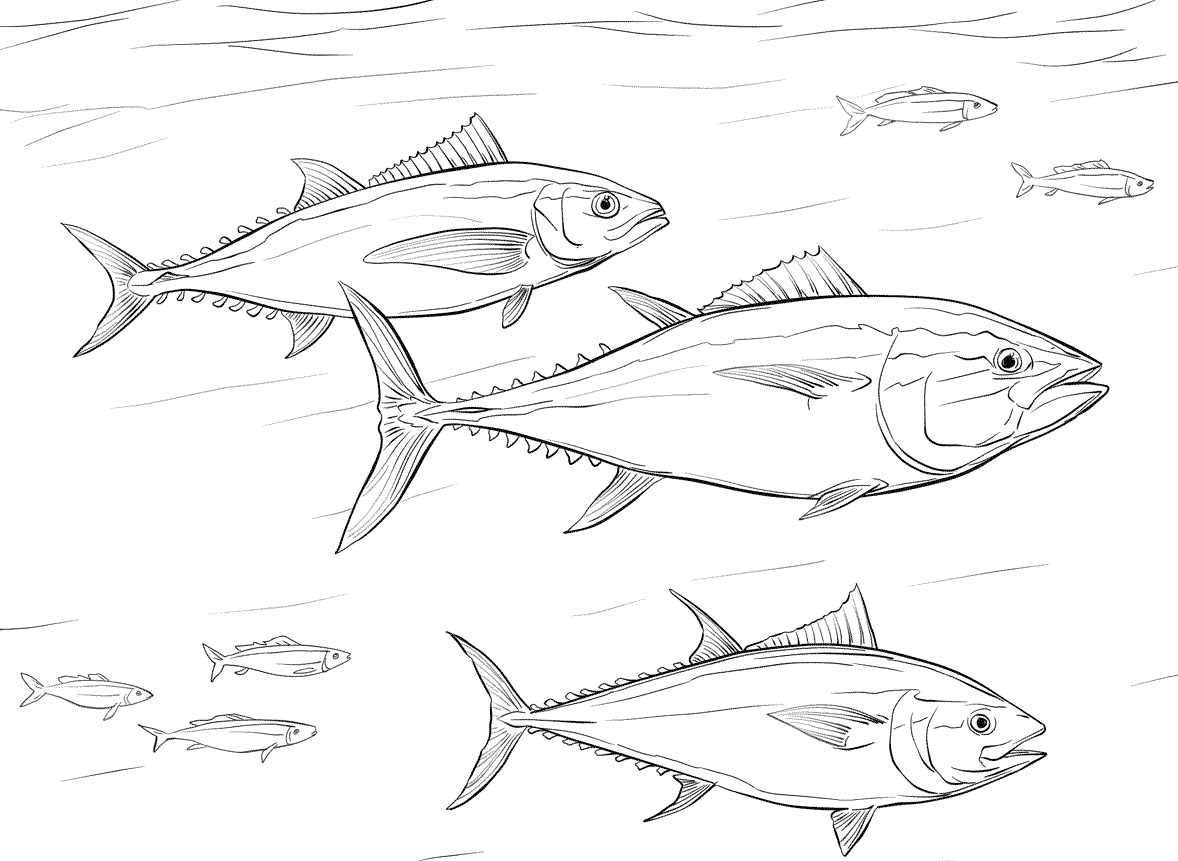 5 Disegni Tonno Da Colorare Per Bambini