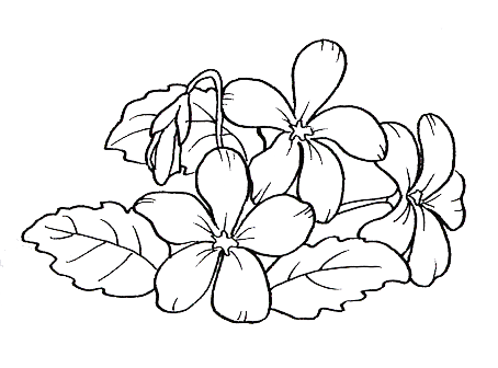 29 Disegni Fiori Da Colorare