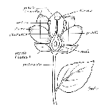 Sezione del fiore