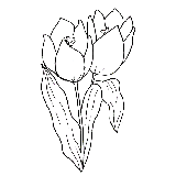 Tulipano